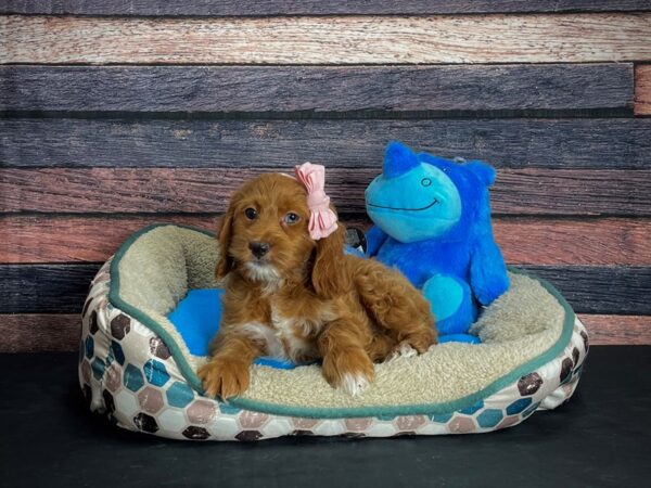 Cocker Spaniel/Poodle DOG Female 24770 Petland Las Vegas, Nevada