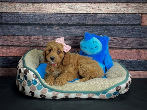 Cocker Spaniel/Poodle-DOG-Female--24769-Petland Las Vegas, Nevada