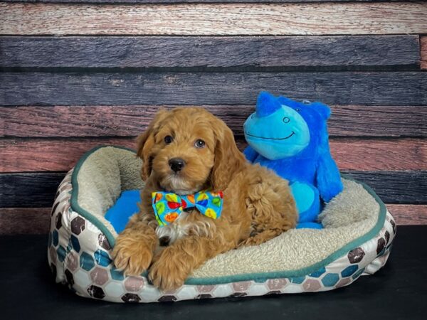 Cocker Spaniel/Poodle-DOG-Male--24768-Petland Las Vegas, Nevada