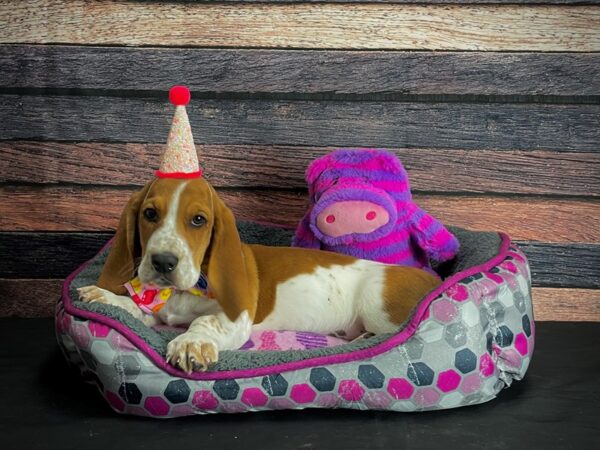 Basset Hound-DOG-Male-Red / White-24772-Petland Las Vegas, Nevada