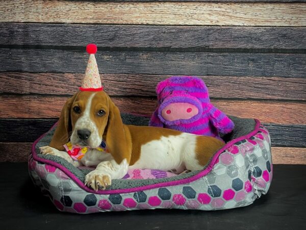 Basset Hound DOG Male Red / White 24772 Petland Las Vegas, Nevada