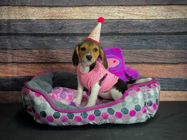 Beagle DOG Female Black White and Tan 24784 Petland Las Vegas, Nevada