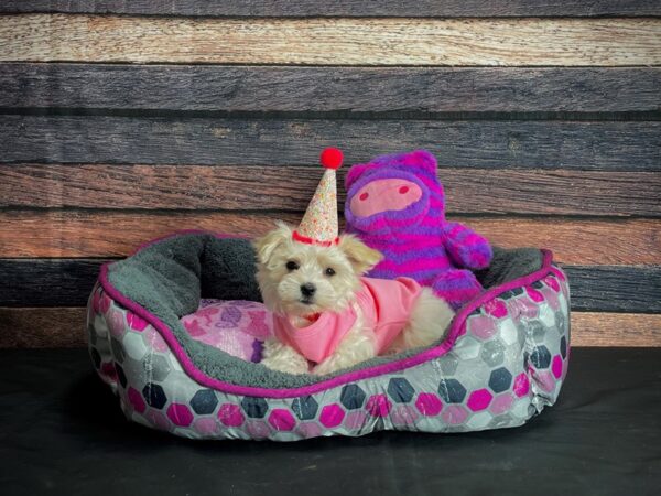 Coton De Tulear DOG Female White 24792 Petland Las Vegas, Nevada