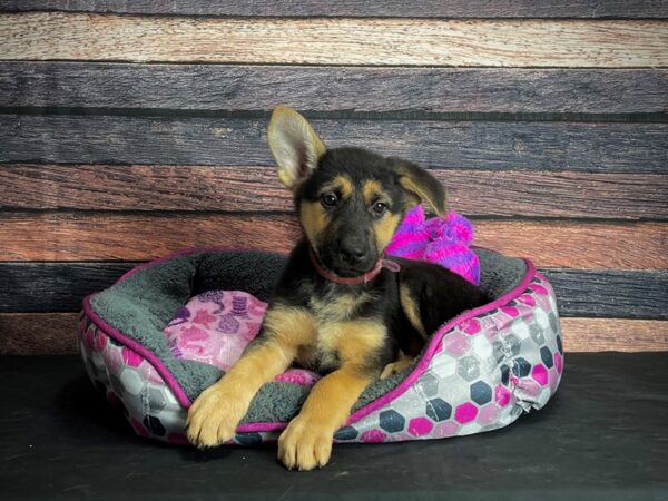 German Shepherd DOG Female Black and Tan 24788 Petland Las Vegas, Nevada