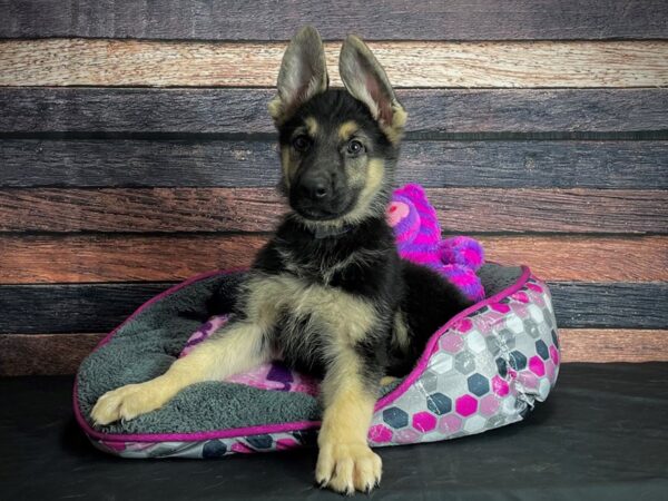 German Shepherd Dog DOG Male Black / Tan 24783 Petland Las Vegas, Nevada