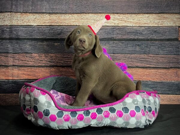 Labrador Retriever DOG Female Chocolate 24789 Petland Las Vegas, Nevada