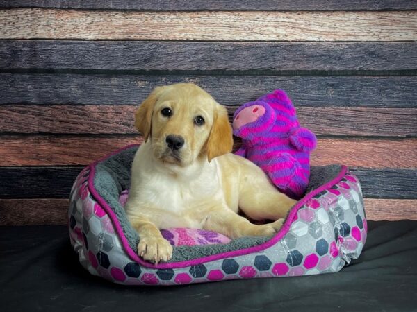 Labrador Retriever DOG Female Yellow 24776 Petland Las Vegas, Nevada