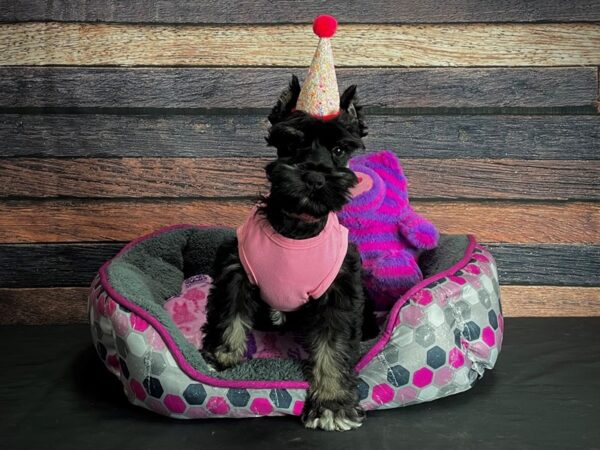 Miniature Schnauzer DOG Female Black and Silver 24790 Petland Las Vegas, Nevada