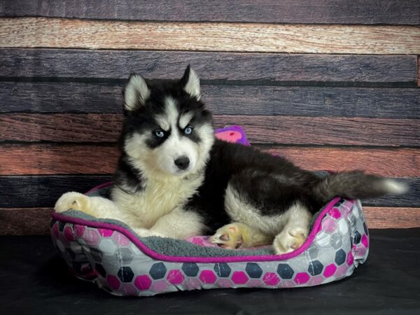 Siberian Husky DOG Female Black Tan and White 24791 Petland Las Vegas, Nevada