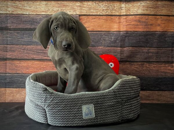 Weimaraner-DOG-Male-Blue-24804-Petland Las Vegas, Nevada