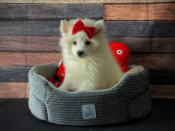 American Eskimo Dog DOG Female White 24823 Petland Las Vegas, Nevada