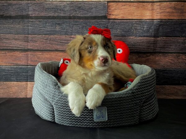 Australian Shepherd DOG Female Red Merle 24796 Petland Las Vegas, Nevada