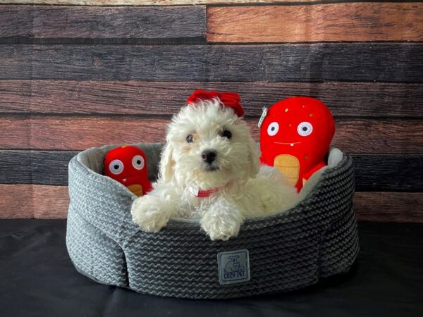 Bichon Frise DOG Female White 24813 Petland Las Vegas, Nevada