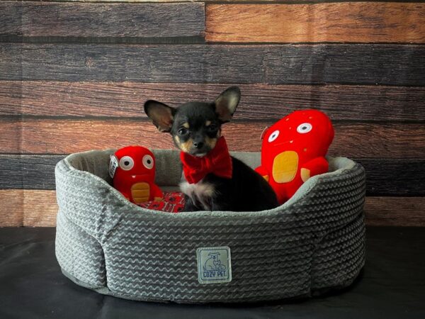 Chihuahua-DOG-Male-Black / Tan-24798-Petland Las Vegas, Nevada