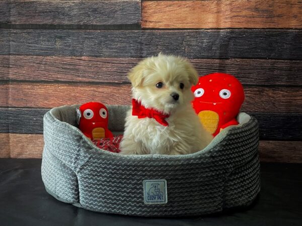 Chihuahua/Maltese DOG Male Cream 24807 Petland Las Vegas, Nevada