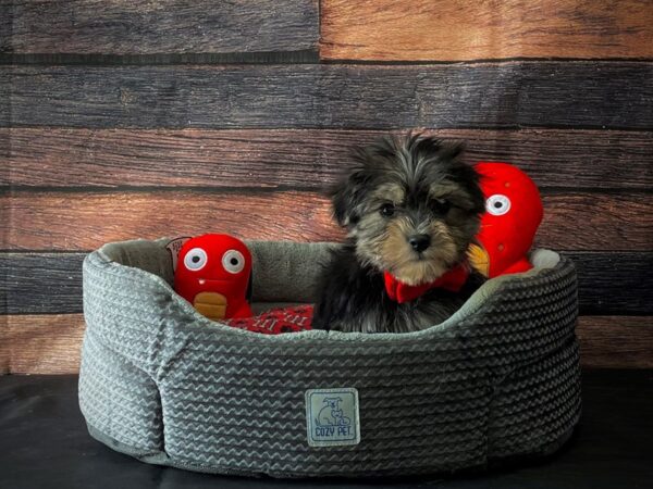 F1B Morkie-DOG-Male-Black / Tan-24808-Petland Las Vegas, Nevada