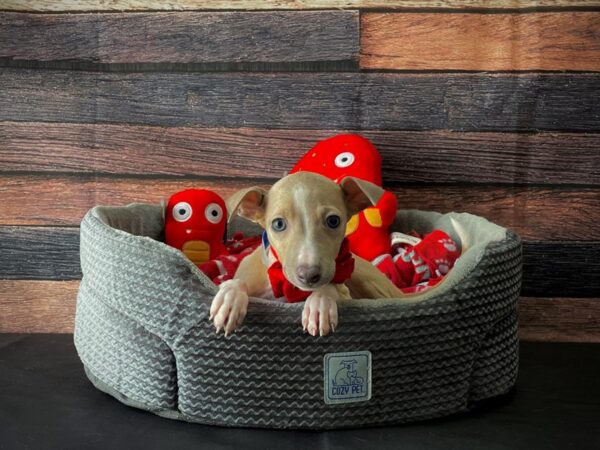 Italian Greyhound DOG Male Blue Fawn 24801 Petland Las Vegas, Nevada