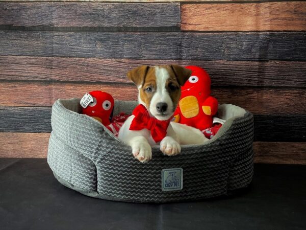 Jack Russell Terrier-DOG-Male-White / Red-24805-Petland Las Vegas, Nevada