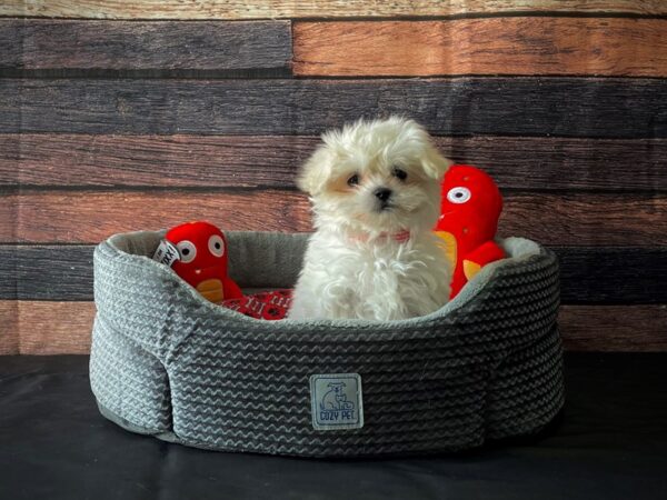 Maltese DOG Female White 24803 Petland Las Vegas, Nevada