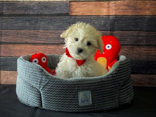 Maltese/Poodle DOG Male Cream 24821 Petland Las Vegas, Nevada