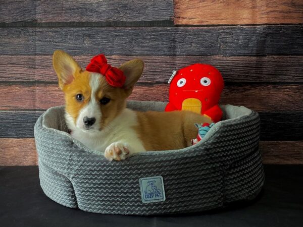 Pembroke Welsh Corgi DOG Female Red 24809 Petland Las Vegas, Nevada