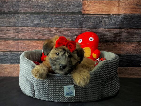 Poodle/Soft Coated Wheaten Terrier-DOG-Female-Wheaten-24811-Petland Las Vegas, Nevada