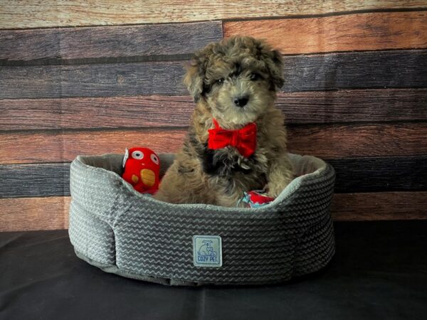 Poodle/Soft Coated Wheaten Terrier-DOG-Male-Blue Merle-24812-Petland Las Vegas, Nevada