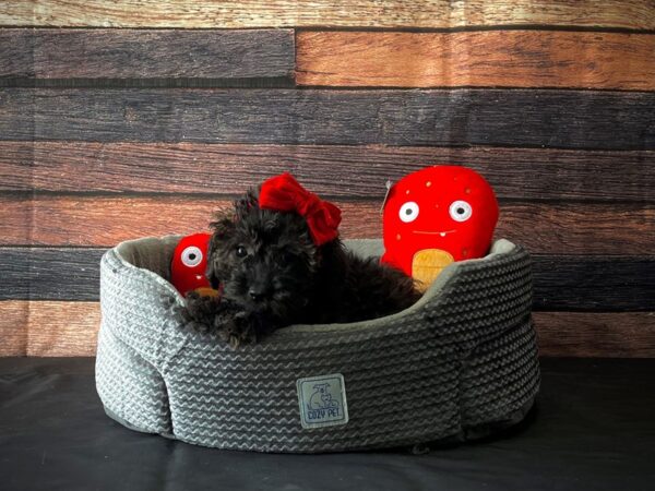 Poodle/Yorkshire Terrier-DOG-Female-Black and Tan-24822-Petland Las Vegas, Nevada