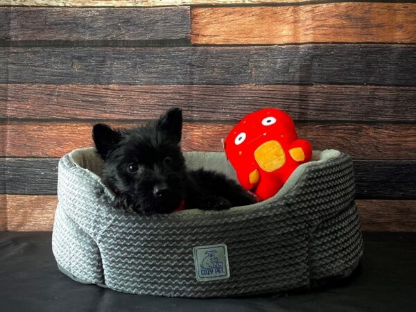 Scottish Terrier-DOG-Male-Black-24810-Petland Las Vegas, Nevada