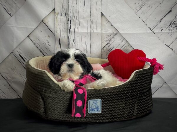 Shih Tzu DOG Female Black / White 24847 Petland Las Vegas, Nevada