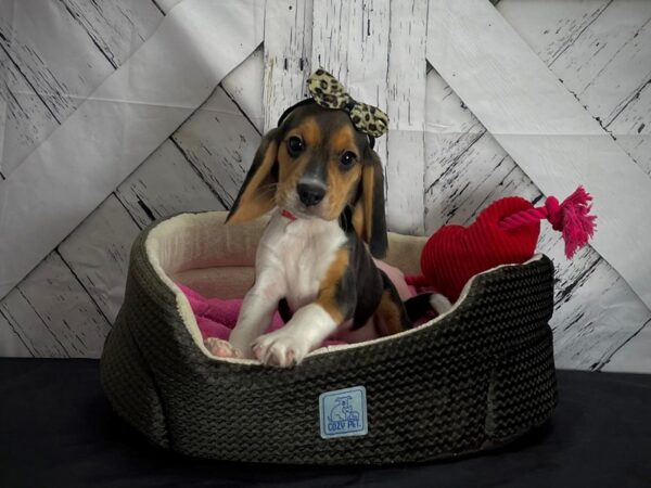 Beagle DOG Female Black Tan / White 24842 Petland Las Vegas, Nevada