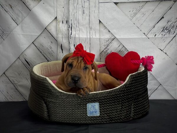 Beagle/Shar Pei-DOG-Female-Fawn-24855-Petland Las Vegas, Nevada