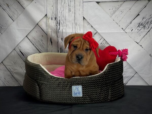 Beagle/Shar Pei-DOG-Female-Red Sable-24856-Petland Las Vegas, Nevada