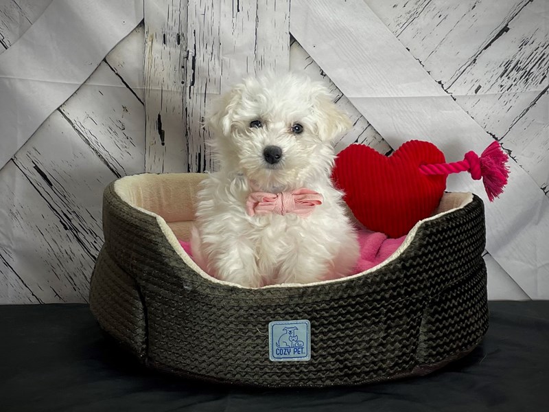 petland bichon