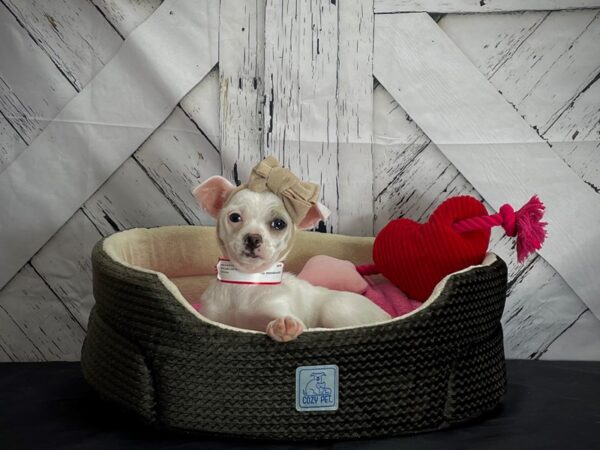 Chihuahua DOG Female Cream and White 24831 Petland Las Vegas, Nevada