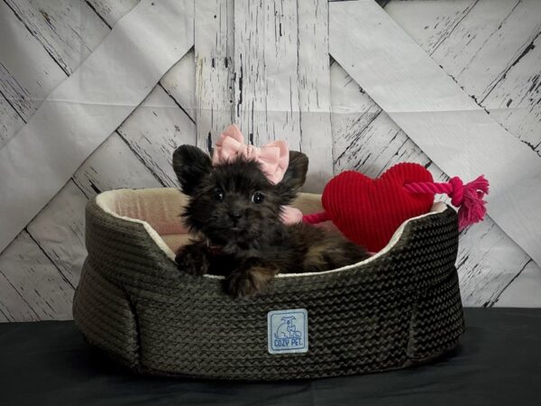 Chihuahua/Dachshund DOG Female Fawn Brindled and Black 24838 Petland Las Vegas, Nevada