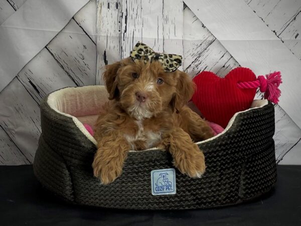 F1B Mini Goldendoodle DOG Female Red 24852 Petland Las Vegas, Nevada