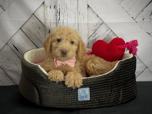 Labradoodle F1-B DOG Male Apricot 24853 Petland Las Vegas, Nevada