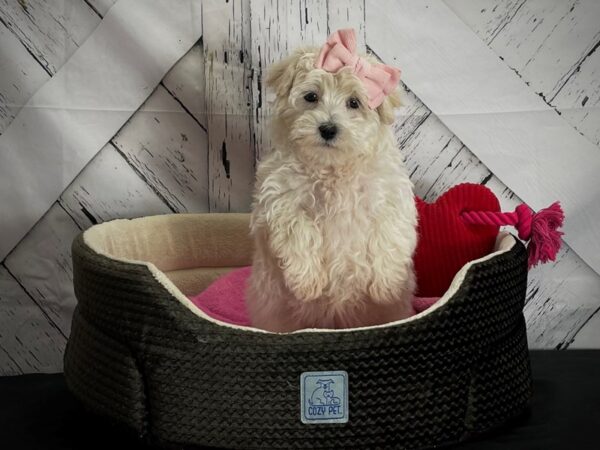 Maltese/Poodle-DOG-Female-White and Apricot-24839-Petland Las Vegas, Nevada