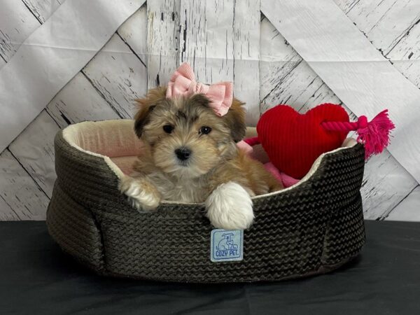 Maltese/Yorkshire Terrier DOG Female Gold 24840 Petland Las Vegas, Nevada