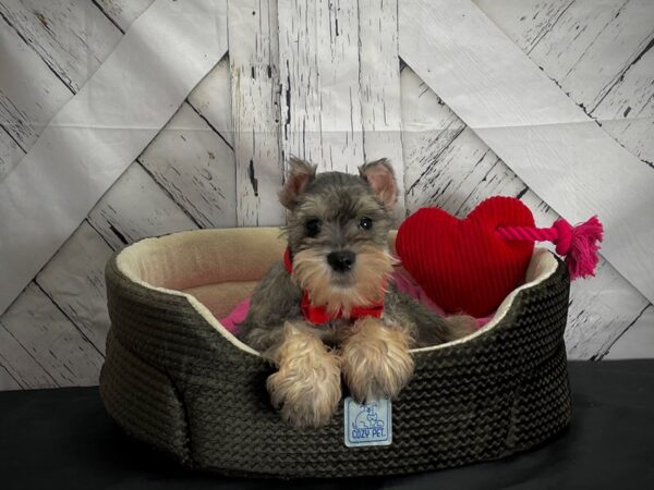 Miniature Schnauzer DOG Male Salt and Pepper 24834 Petland Las Vegas, Nevada