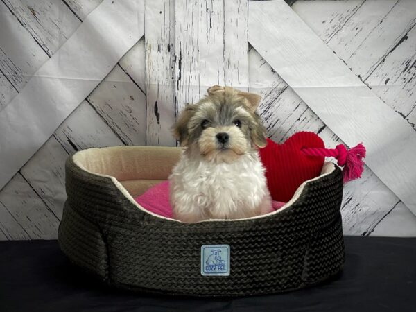 Poodle/Yorkshire Terrier-DOG-Female-Brown and White-24841-Petland Las Vegas, Nevada