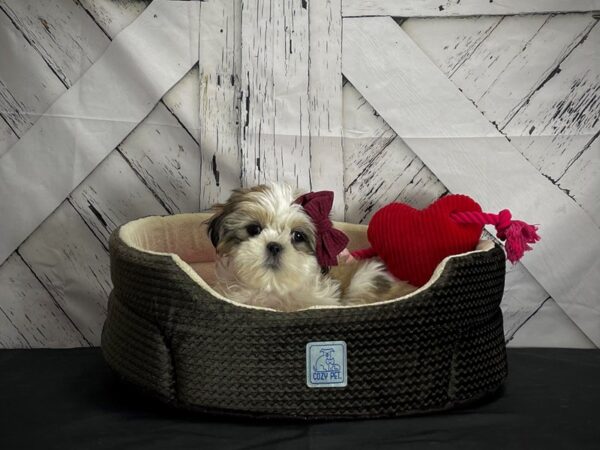 Shih Tzu DOG Female White / Gold 24848 Petland Las Vegas, Nevada