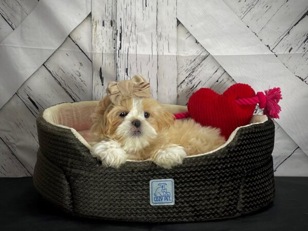 Shih Tzu DOG Male Cream 24849 Petland Las Vegas, Nevada