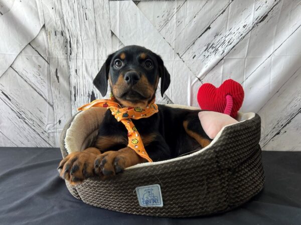 Rottweiler DOG Male Black and Mahogany 24835 Petland Las Vegas, Nevada