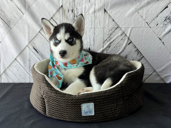 Siberian Husky DOG Female Black Grey and White 24836 Petland Las Vegas, Nevada