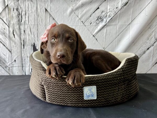 Labrador Retriever DOG Female Chocolate 24857 Petland Las Vegas, Nevada