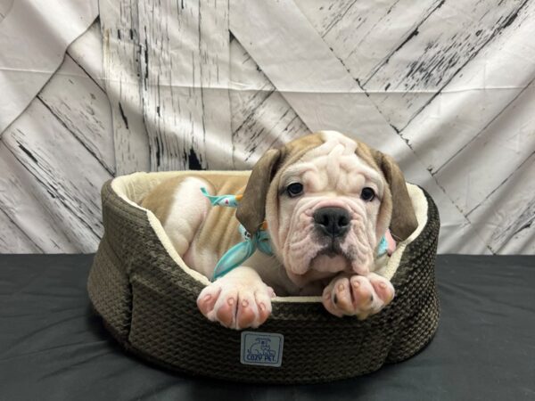 English Bulldog/Victorian Bulldog DOG Male Fawn and White 24837 Petland Las Vegas, Nevada