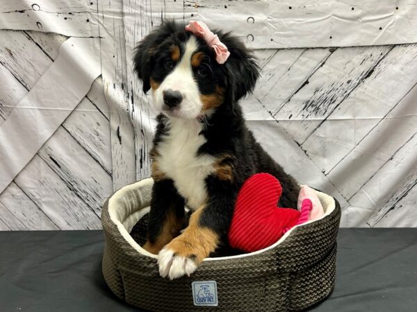 Bernese Mountain Dog DOG Female Black / Tan 24843 Petland Las Vegas, Nevada