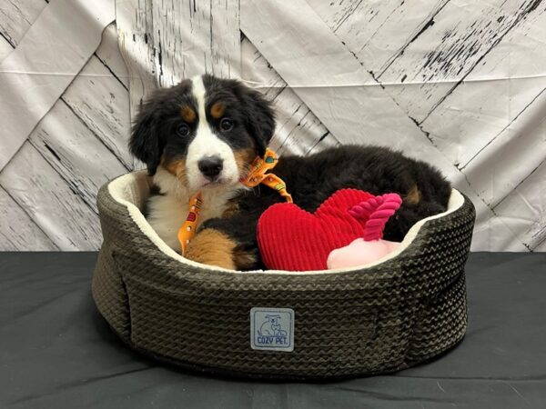 Bernese Mountain Dog DOG Male Black / Tan 24844 Petland Las Vegas, Nevada